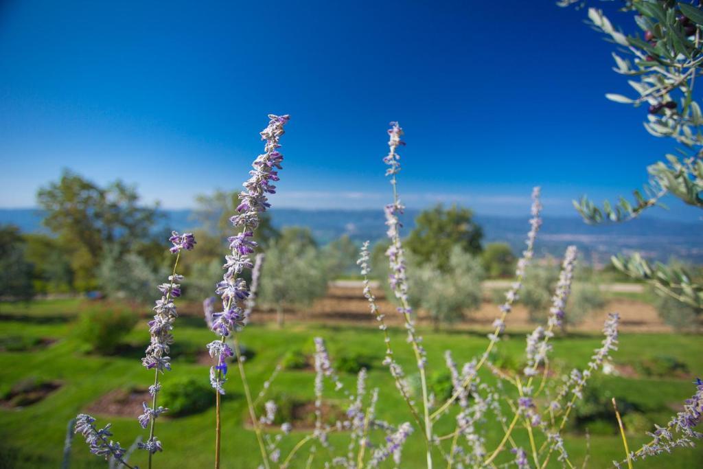 Odina Agriturismo Loro Ciuffenna Ngoại thất bức ảnh